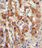 N-Acetyltransferase 2 antibody, abx033102, Abbexa, Flow Cytometry image 