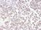 Metastasis Associated 1 antibody, IHC-00026, Bethyl Labs, Immunohistochemistry paraffin image 