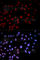 p38 antibody, AP0056, ABclonal Technology, Immunofluorescence image 