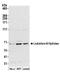 Leukotriene A4 Hydrolase antibody, A305-006A, Bethyl Labs, Western Blot image 