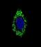 Segment polarity protein dishevelled homolog DVL-1 antibody, abx026731, Abbexa, Immunocytochemistry image 