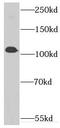 Integrator Complex Subunit 7 antibody, FNab04364, FineTest, Western Blot image 