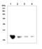 D-dopachrome decarboxylase antibody, PA1449, Boster Biological Technology, Western Blot image 