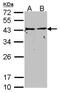 G Protein alpha Inhibitor 1 antibody, PA5-28223, Invitrogen Antibodies, Western Blot image 
