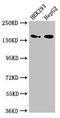 Mannosidase Alpha Class 2A Member 1 antibody, LS-C678551, Lifespan Biosciences, Western Blot image 