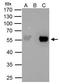 TATA-Box Binding Protein Associated Factor 7 antibody, GTX105174, GeneTex, Immunoprecipitation image 