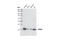 Replication Protein A2 antibody, 2208T, Cell Signaling Technology, Western Blot image 