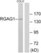 Retrotransposon Gag Like 9 antibody, abx013701, Abbexa, Western Blot image 
