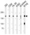 Plakophilin 4 antibody, orb376231, Biorbyt, Western Blot image 