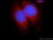 Sorting nexin-9 antibody, 15721-1-AP, Proteintech Group, Immunofluorescence image 