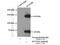 SPT5 Homolog, DSIF Elongation Factor Subunit antibody, 16511-1-AP, Proteintech Group, Immunoprecipitation image 