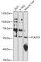 Phospholipase A2 Group III antibody, 18-050, ProSci, Western Blot image 