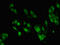 Zinc Finger Protein 695 antibody, orb400256, Biorbyt, Immunofluorescence image 