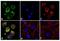 Rho-related GTP-binding protein RhoB antibody, 711274, Invitrogen Antibodies, Immunofluorescence image 
