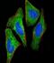S100 Calcium Binding Protein A2 antibody, M03698, Boster Biological Technology, Immunofluorescence image 