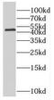 Pregnancy Up-Regulated Nonubiquitous CaM Kinase antibody, FNab06581, FineTest, Western Blot image 