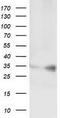 Cilia And Flagella Associated Protein 298 antibody, CF501349, Origene, Western Blot image 