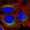 Protein CREG1 antibody, HPA056390, Atlas Antibodies, Immunofluorescence image 