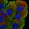 Myosin VB antibody, HPA069773, Atlas Antibodies, Immunofluorescence image 