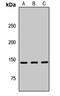 Isoleucyl-TRNA Synthetase antibody, orb411684, Biorbyt, Western Blot image 