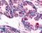 Probable G-protein coupled receptor 32 antibody, LS-A4889, Lifespan Biosciences, Immunohistochemistry paraffin image 