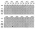 Histone H3.1t antibody, A2366, ABclonal Technology, Dot Blot image 