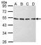 Eukaryotic translation initiation factor 2 subunit 2 antibody, PA5-28469, Invitrogen Antibodies, Western Blot image 