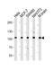 Sek1 antibody, A01860-1, Boster Biological Technology, Western Blot image 