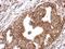 Holocarboxylase Synthetase antibody, PA5-29050, Invitrogen Antibodies, Immunohistochemistry frozen image 