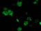 Ankyrin Repeat Domain 53 antibody, LS-C172791, Lifespan Biosciences, Immunofluorescence image 