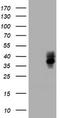 B- and T-lymphocyte attenuator antibody, TA505519S, Origene, Western Blot image 