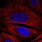 ADAMTS Like 3 antibody, NBP1-81426, Novus Biologicals, Immunofluorescence image 