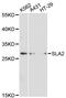 Src Like Adaptor 2 antibody, A06566, Boster Biological Technology, Western Blot image 