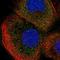 Chromosome 8 Open Reading Frame 34 antibody, NBP1-92571, Novus Biologicals, Immunofluorescence image 