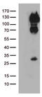CD34 antibody, TA808858S, Origene, Western Blot image 