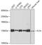 Fms Related Tyrosine Kinase 4 antibody, 13-874, ProSci, Western Blot image 