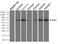 Polo Like Kinase 1 antibody, TA500389, Origene, Immunoprecipitation image 