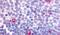 Cannabinoid Receptor 2 antibody, PA5-33442, Invitrogen Antibodies, Immunohistochemistry paraffin image 