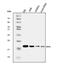 Eukaryotic translation initiation factor 5A-1 antibody, A01727-3, Boster Biological Technology, Western Blot image 