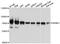 B Cell Scaffold Protein With Ankyrin Repeats 1 antibody, PA5-76543, Invitrogen Antibodies, Western Blot image 