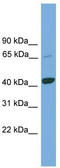 BTB/POZ domain-containing protein KCTD9 antibody, TA344985, Origene, Western Blot image 