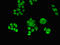 Zinc Finger Protein 816 antibody, LS-C680100, Lifespan Biosciences, Immunofluorescence image 