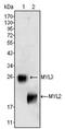 Myosin light chain 3 antibody, AM06334SU-N, Origene, Western Blot image 