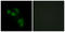Mucin 13, Cell Surface Associated antibody, LS-B6120, Lifespan Biosciences, Immunofluorescence image 