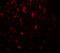 Cell adhesion molecule 3 antibody, 7975, ProSci, Immunofluorescence image 