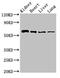 Solute carrier family 22 member 2 antibody, CSB-PA021453LA01HU, Cusabio, Western Blot image 