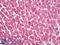 Troponin T2, Cardiac Type antibody, LS-B8603, Lifespan Biosciences, Immunohistochemistry paraffin image 