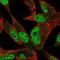 DNA Polymerase Nu antibody, HPA035940, Atlas Antibodies, Immunofluorescence image 