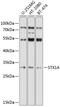 Syntaxin-1A antibody, 19-739, ProSci, Western Blot image 