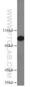 Ribonucleotide Reductase Catalytic Subunit M1 antibody, 10526-1-AP, Proteintech Group, Western Blot image 